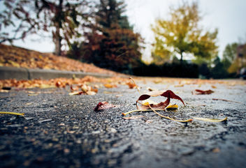 #243/365 - image gratuit #287063